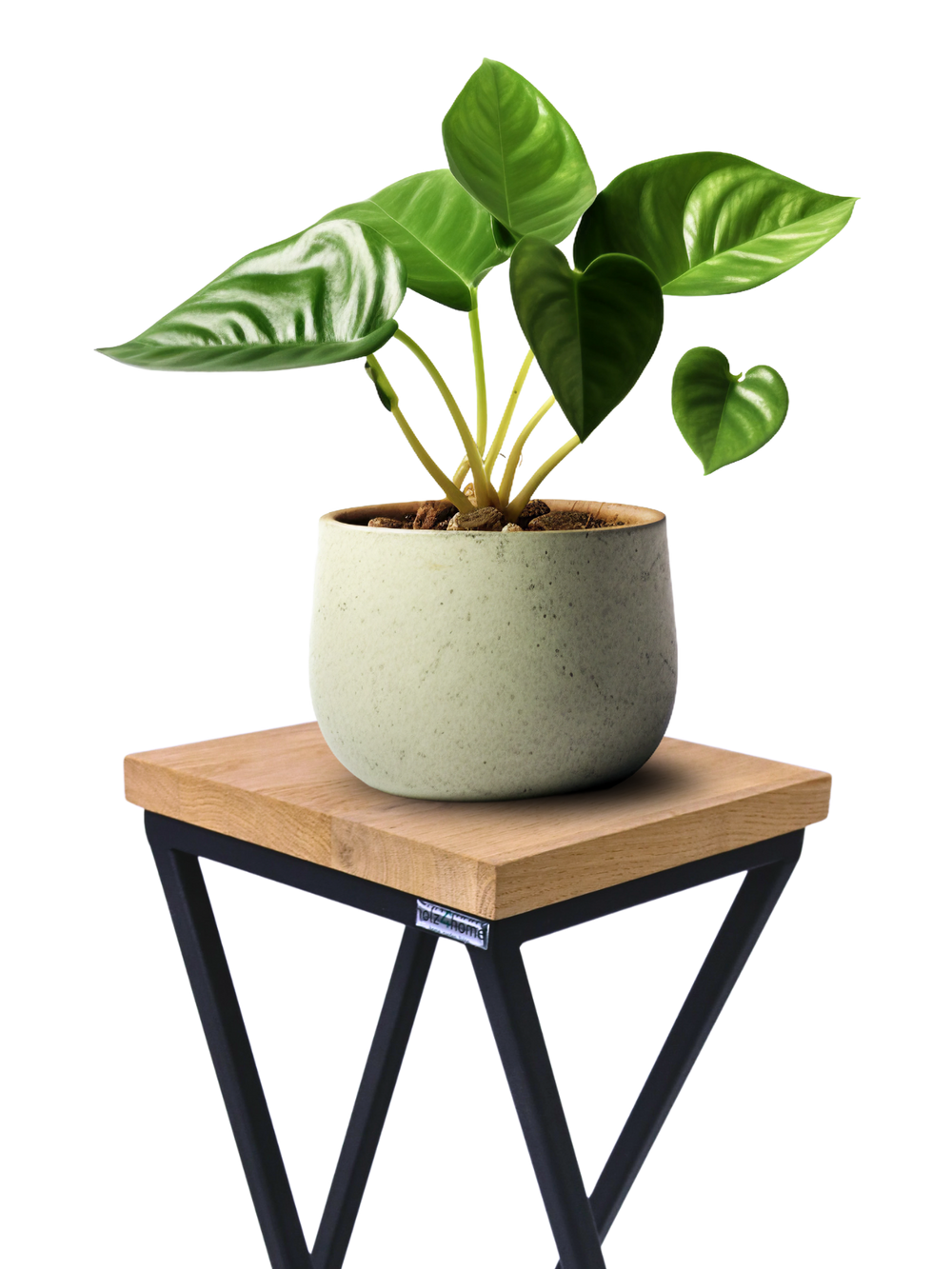 Decoratiestandaard van eiken met gedraaid zwart onderstel en groene kamerplant in salieekleurige pot